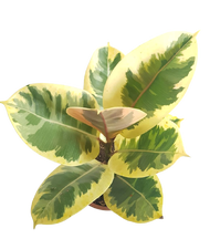 Ficus Elastica Tineke Rubber Tree (10 to 12 Inches Height) - 1 Pc.