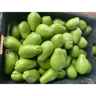 Anak Pokok 佛手瓜苗 水瓜苗 anak biji labu Siam labu air chayote seed