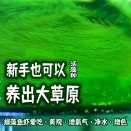 New Product Ready Stock Lanscaping Algae green Algae long-Fleece Algae spores short-Fleece landscapi