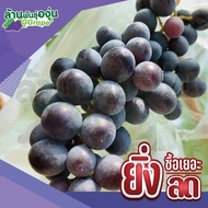 กิ่งพันธุ์องุ่น พันธุ์บิวตี้ ซีดเลส (Beauty Seedless) องุ่นไร้เมล็ด