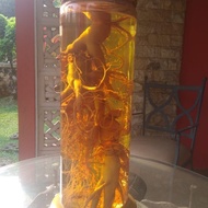 Ginseng Korea Hidup Asli