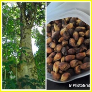 ❀ ◊☜ ❏ GMELINA SEEDS ( arborea) 25 SEEDS ( BUY 2 GET 1 FREE)