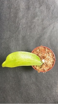 鹿角蕨P.Hillii cv-Excellerce 深綠卓越~3盆觀葉植物 室內植物 文青小品/療癒蕨品