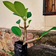 Pokok Bunga kemboja warna pink hidup dalam polybag ✔️‼️🌴🌱