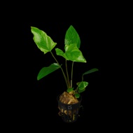 [Live Aquatic Plant] Anubias Hastifolia Emersed Potted