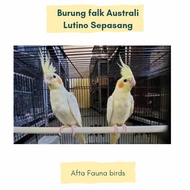 Burung falk Australi lutino mata merah sepasang