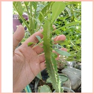 ⚅ Cactus / Cacti - Live Plant