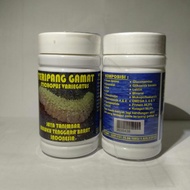 Obat Teripang Gamat Jaya Tanimbar Asli 100% original