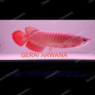 arwana super red 40cm