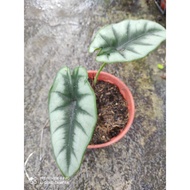 pokok keladi alocasia