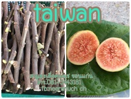 มะเดื่อฝรั่ง กิ่งสดมะเดื่อฝรั่งไต้หวันชุด 4 กิ่ง150บาท/taiwan figs cuttings,set 4 pieces150฿