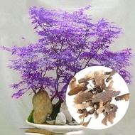 10Pcs/Bag Maple Tree Bonsai Seeds Acer Palmatum Atropurpureum Plant Garden Decor