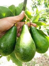 Pokok Avocado Hybrid