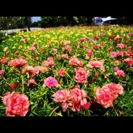 5 Keratan Bunga Ros Jepun Jenis Carnation/ Pokok Bunga Pukul 10/Japanese Rose/ Rose Jepun