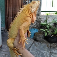 iguana albino jantan indukan proven 120cm