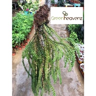 <Greenheavenz>  Huperzia Phlegmaria Tassel Fern Gergaji Pokok Paku Pakis 杉叶石松