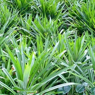 Fresh Daun Pandan/Pandan Leaf/Pandan Leaves (15pcs)