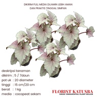 tanaman hias daun begonia white pink beauty