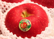 全城熱賣 - 日本青森世界一蘋果 原箱 5kg (10-12庄)