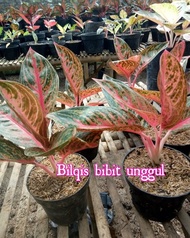 [[ BIBIT BUNGA AGLONEMA WIDURI SUPER ]]