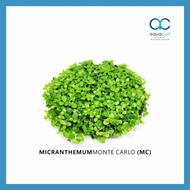 FLASH SALES 10pc rm80 Carpet Micranthemum Monte Carlo (MC) Aquarium Aquascape Plant