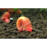 Aquarium Cleaning Tool (Apple Snail)