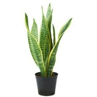 Sansevieria trifasciata – Easy-Care Air Purifying Snake Plant