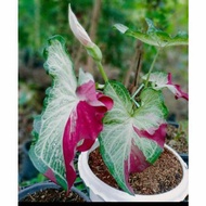 CALADIUM HYBRID THAI - KELADI THAILAND K011