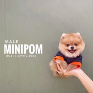 Jual anjing super minii pom