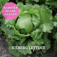 HSK [100pc] ICEBERG GEORGIA LETTUCE SEED BIJI BENIH SALAD
