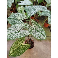 Caladium White Christmas - Foliage Fantasy/ Indoor plants / Houseplants