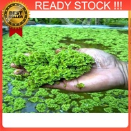 🔥BEST SELLER🔥Mosquito Fern Azolla Floating Plant (Aquarium / Pond / Animal Feed / Fish) Fresh Azolla