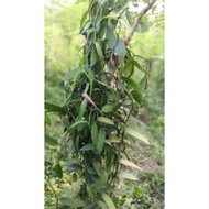 pokok vanilla(keratan vanilla 1kaki)keratan pokok vanilla matang🌿