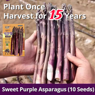 อัตรางอกสูง! เมล็ดพันธุ์ หน่อไม้ฝรั่ง สีม่วง เมล็ดหน่อไม้ฝรั่ง บรรจุ 10 เมล็ด Purple Asparagus Seed Organic Vegetable Seeds for Planting เมล็ดพันธุ์ผัก ผักออร์แกนิก บอนไซ พันธุ์ผัก เมล็ดผัก เมล็ดพันธุ์พืช ผักสวนครัว ปลูกง่าย คุณภาพดี ราคาถูก ของแท้ 100%