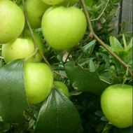 Anak Pokok Buah Bidara Epal Hybrid