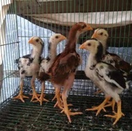 PTC Ayam Pakhoy Import Ori - Ayam Pakhoy Asli TERPOPULER