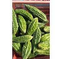 500G PERIA KATAK FRESH DARI KEBUN