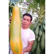 Benih Segar Giant Papaya MAMAO thai extra dwarf Long fruit 5 SEED Biji Benih Betik Besar