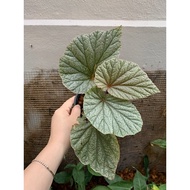 Begonia sinbad (reserved)