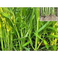 1kg three-pronged morning glory seeds
