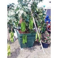 ~pokok petai hybrid~