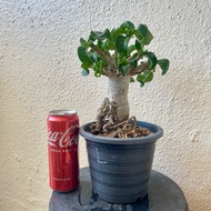 KHZ DHA / Bonsai adenium / 泰国羊角富贵花