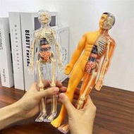 Children's 3D Human Anatomy Model (Translucent And Fully Transparent), Skeleton Model For Kids, DIY 
