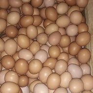 Telur Ayam Negri 1peti 15kg