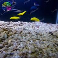 Ikan Hias Laut Keling Kuning