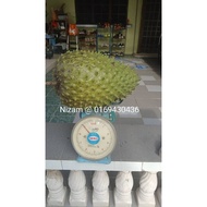 Biji Benih Durian Belanda Baka Brazil