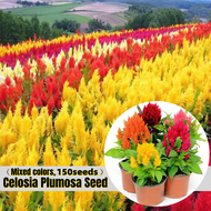 [Fast Growing] Assorted Colours Celosia Plumosa Flower Seeds for Sale (150 Seeds/pack) Flowering Plants Seeds Air Purifying Flowers Plants Bonsai Plant Live Plants for Sale Indoor Plants Real Plants Bonsai Tree Live Plant Buto Ng Bulaklak Flower Decor