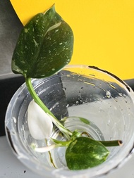 Philodendron ‘White Wizard’ 白巫師蔓綠絨 植物 盆栽