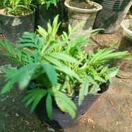 TcFarm C7 pot of marigold flowers mixed with super dwarf colors for altar display