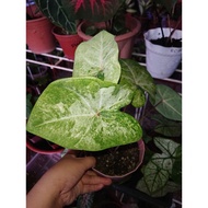 [LIVE PLANT] THAI HYBRID CALADIUM